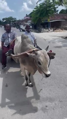 Kiboribo yuko kijamii zaidi ,ona alivyosafiri  na gari la ngombe hadi Mnarani