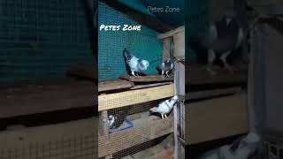 Pigeon Pigeon States Videos