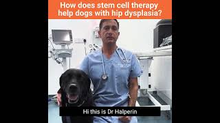 How does stem cell therapy helps dogs with hip dysplasia?