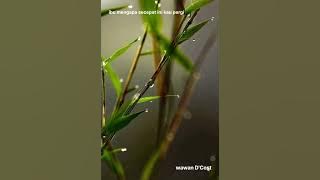 Wawan D'cost - Ibu Mengapa Secepat Ini Kau Pergi | Lagu Sedih