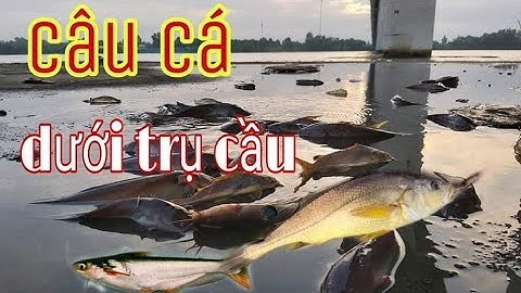 Câu cá ngát dưới trụ cầu Mỹ lợi, River fishing in Vietnam
