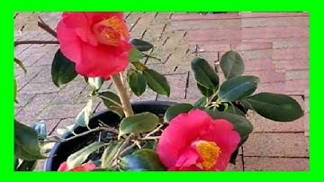 Camellia Care Mistakes You Should Avoid in Pots | Growing Camellias in Containers