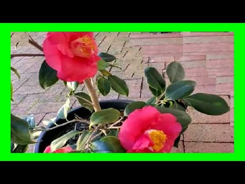 Video: Pěstujte kamélie v interiéru: Udržujte kamélie v květináčích uvnitř domu