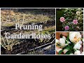 Pruning garden roses for more abundant beautiful blooms   growing roses for cut flowers