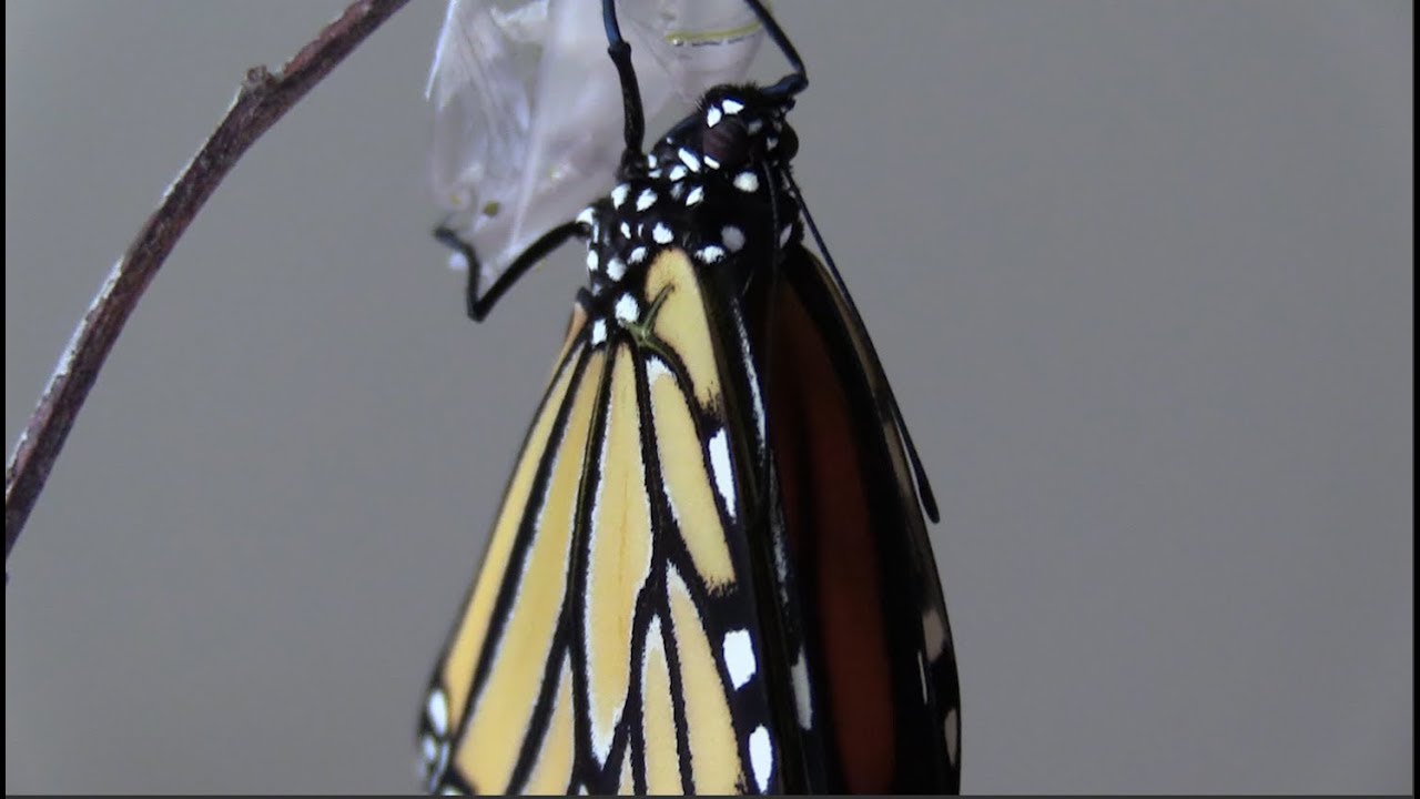 Butterfly emerges from chrysalis real time YouTube