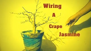 How to Wire a Crape Jasmine Bonsai / Chandni tree // Mammal Bonsai