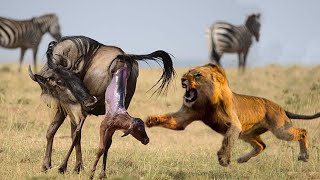 Amazing Lion Ambush Newborn Wildebeest - Wildebeest Giving Birth - Lion Vs Wildebeest Real Fight