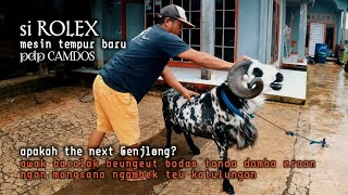 si Rolex Mesin Tempur Baru Camdos, apakah the next Genjlong || di Balik Domba Baralak Bermuka Putih