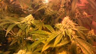 Day 37 Flower-Kosher Kush