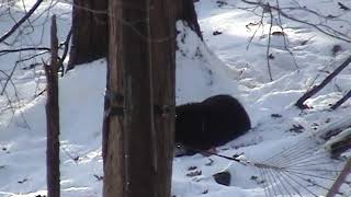 orphaned black bear cub making a snowball