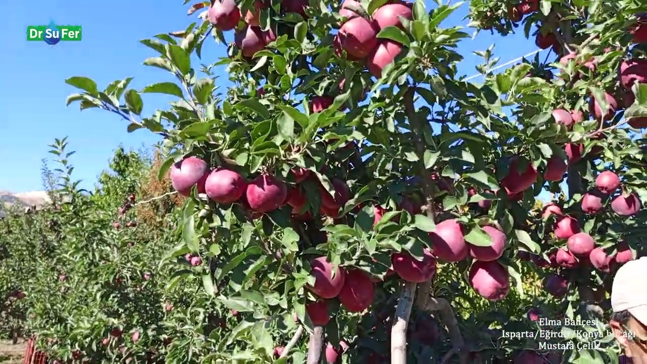 DrSuFer Elmada Gübreleme - Mustafa Çelik (Isparta/Eğirdir/Konya bucağı)