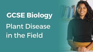 Plant Disease in the Field | 9-1 GCSE Biology | OCR, AQA, Edexcel