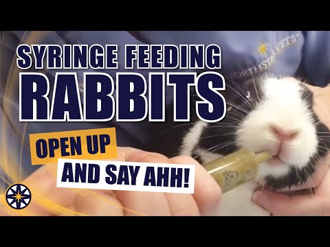 Syringe Feeding Rabbits