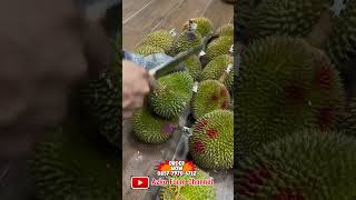 Durian D13 Malaysia Viral? Kita Bongkar Rasanya Sekarang! 👀 #duriansultan #durian