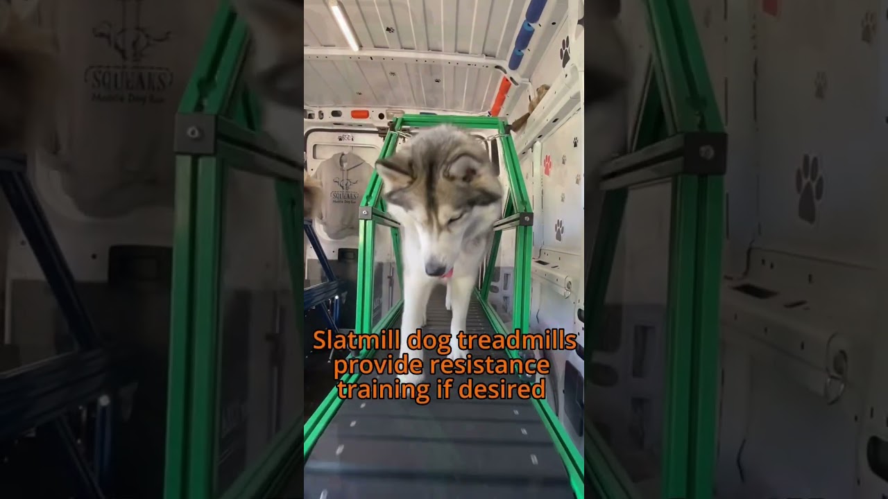 Huskies need exercise, slatmill dog treadmills help high energy dogs. 