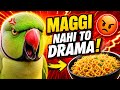 Maggi Ke Liye Itna Gussa? 😱Parrot Maggi Ke Liye Gussa Ho Gaya 😡 | Funny Talking Parrot