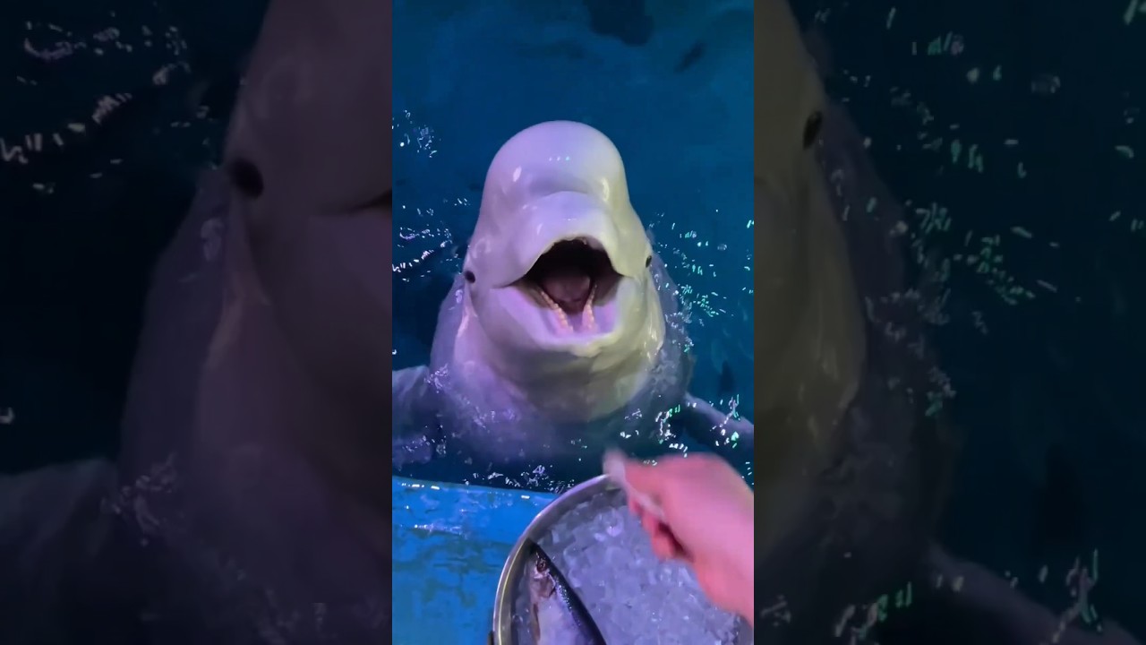 ⁣ডলফিন মাছ এতো চালক হয়😱 || New viral video 🤩 || #shorts #facts #amazing #ytshorts #viral #balveer