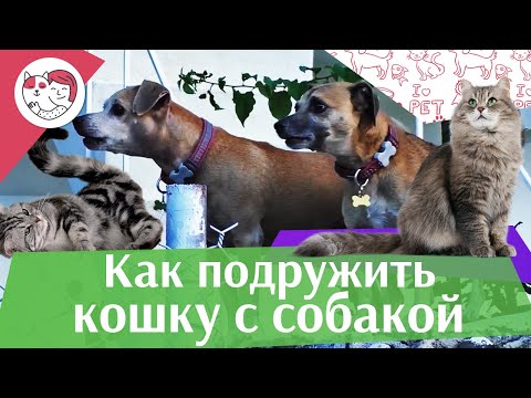 4 правила знакомства собаки и кошки, на ilikepet