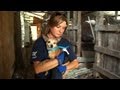 Mississippi Puppy Mill a Living Horror