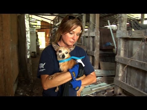 Vidéo: Puppy Hell: Les horreurs de Puppy Mills