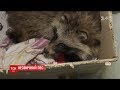 Мисливський пес знайшов єнота у дворі багатоповерхівки Києва
