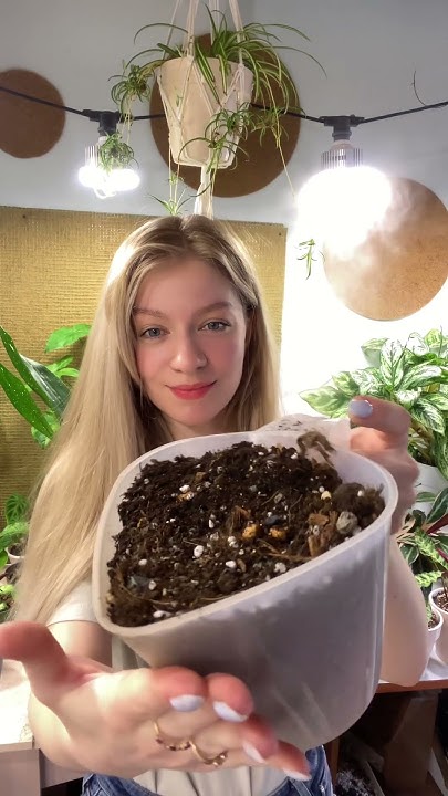 Почему я не рыхлю грунт для комнатных растений🌿 #грунт # ...