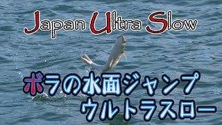 【簡易版・ウルトラスロー】ボラの水面ジャンプ