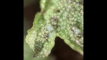 Liverwort antheridia releasing gametes and gametes swimming