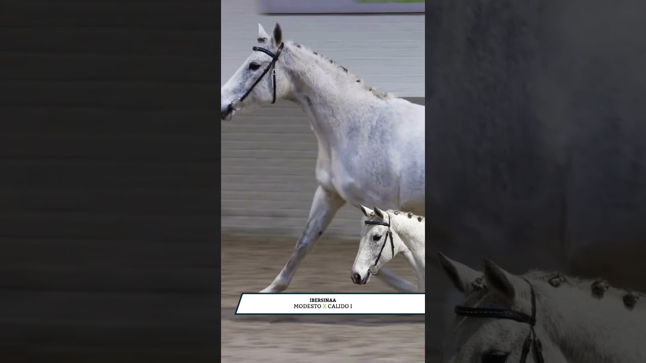 🔥 Bred out of a half-sister to Emmerton VDL and full sister to Kobalt VDL 🔥