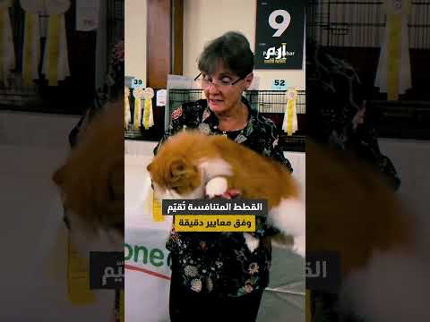 مسابقة لملكة جمال القطط في الشرق الأوسط