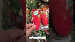 Томаты на арке #дача #огород #рассада #помидоры #эксперимент