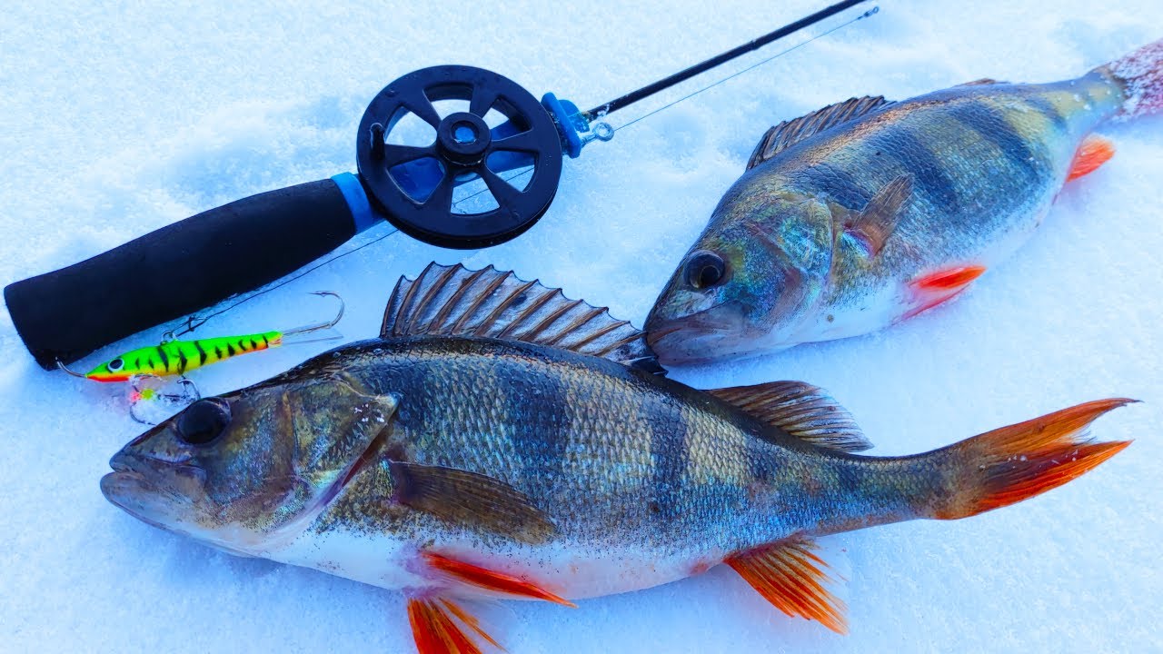 Albo GRUBO, albo wcale !!! Okonie na balansery tzw poziomki