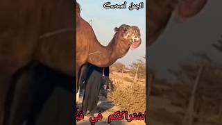 عجائب غرائب جمل هائج بعير فحول الإبل العملاقة هل تعلم ماهو الحيوان حقائق أسرار حيوانات animals camel