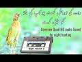 New Quail Sound Bater Ki Awaaz Rat Wali New Quail Sound Bater Ki Awaaz Rat Wali