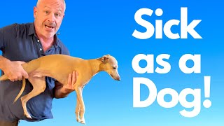 Italian Greyhound Belly Ache Chiropractic Helps