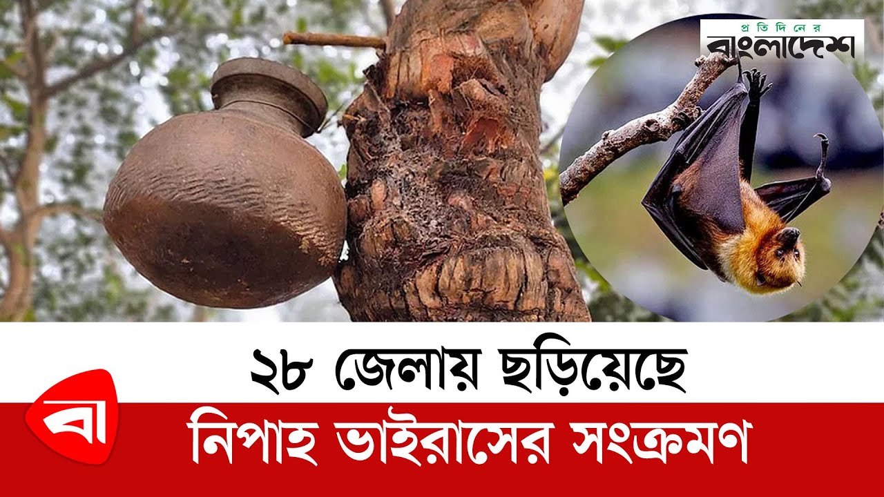 বাংলাদেশে নিপাহ ভাইরাস (Nipah Virus in Bangladesh): সতর্কতার জরুরি বার্তা