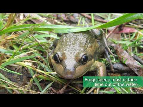 Creating a wildlife friendly garden in Adelaide: Frogs at home