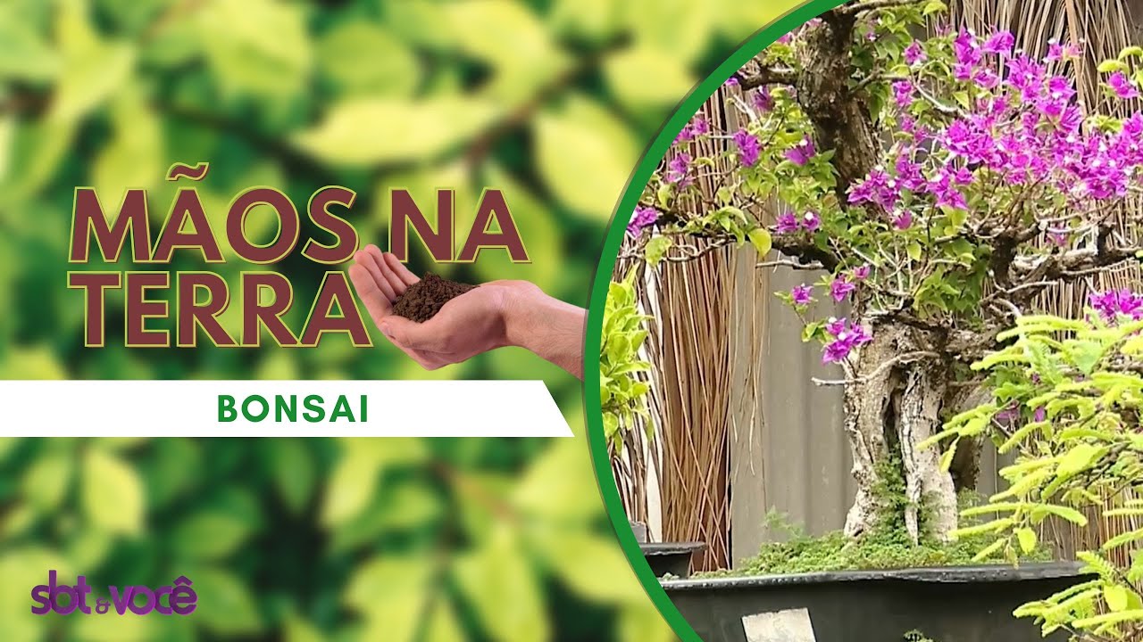 Mãos na Terra - Bonsai