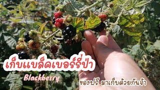 เก็บแบล็คเบอร์รี่ป่า/blackberry/ด้วยกันค่ะ มาๆของฟรี