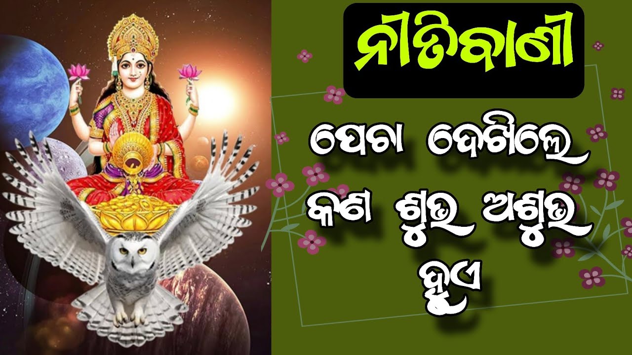 ଘରକୁ ପେଚା ଆସିଲେ କଣ ହୁଏ // ପେଚା ଦେଖିଲେ କଣ ଶୁଭ ଅଶୁଭ ହୁଏ // ନୀତି ବାଣୀ odia