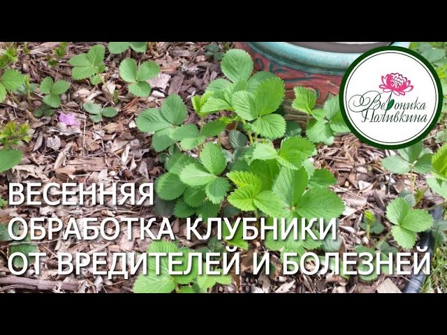 Как правильно обработать клубнику во время цветения и плодоношения подкормка и опрыскивание от пятнистости