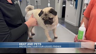How to keep pets safe from summer heat