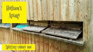How to split a colony