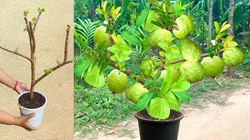 How to Grow Guava tree Festers with Aloe Vera and chicken egg