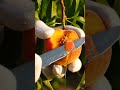On Tree Peach Cutting ASMR 🍑 #asmr #relaxing #satisfying #oddlysatisfying #shortsfeed #shorts