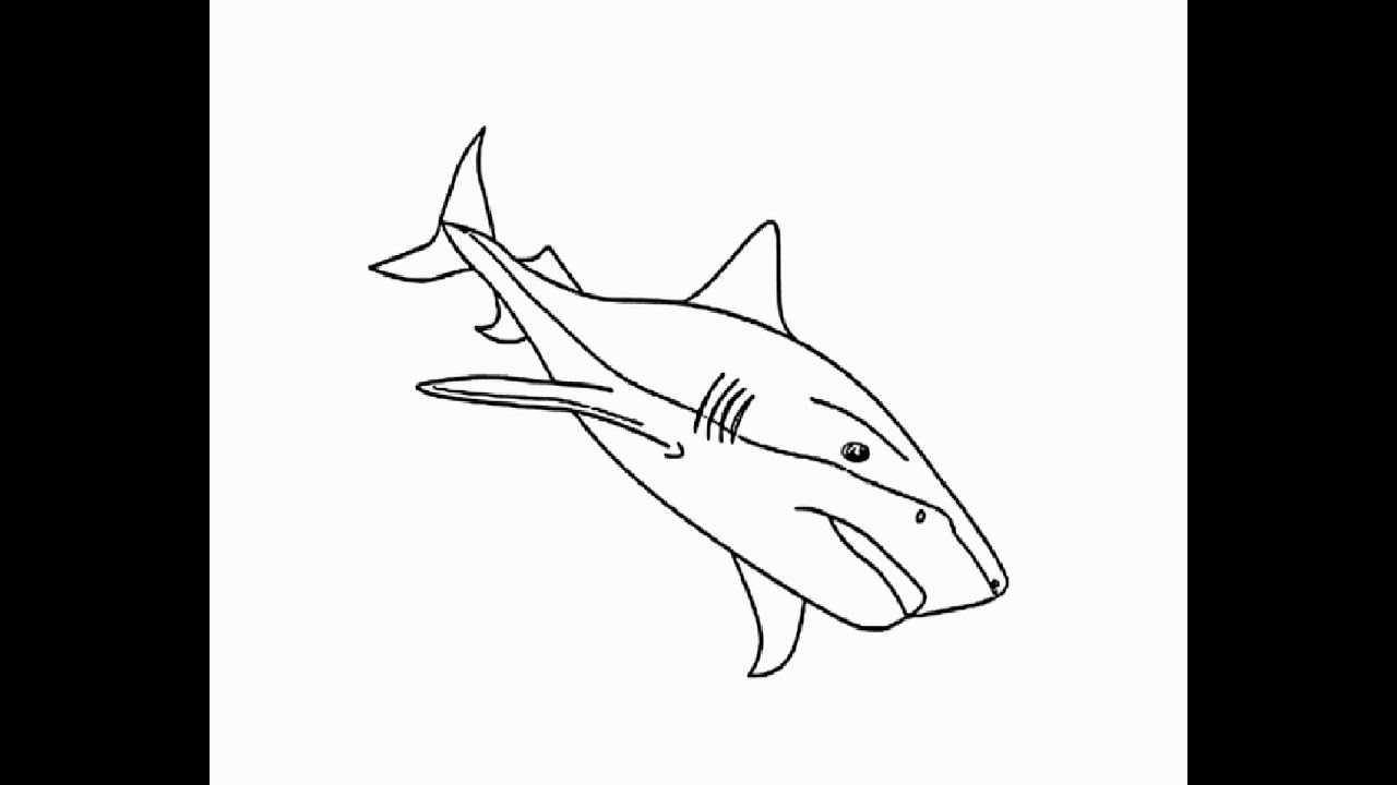 How to Draw "Bull Shark" pencil drawing Step by step - YouTube