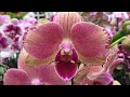 Красивая витрина с орхидеями в Бауцентре 5 декабря 2020 г. Ягуар, Голден Леопард, Мэйджик Арт, Агнес