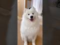 仕事中の可愛い誘惑 #サモエド #samoyed #大型犬 #癒し動画