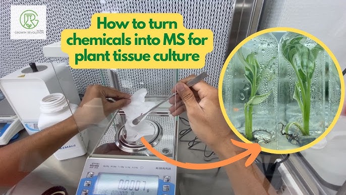 Creating Media Solutions For Tissue Culture 2024