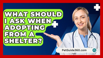 What Should I Ask When Adopting From A Shelter? - PetGuide360.com